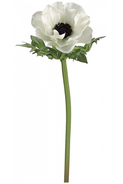 White Anemone Poppy