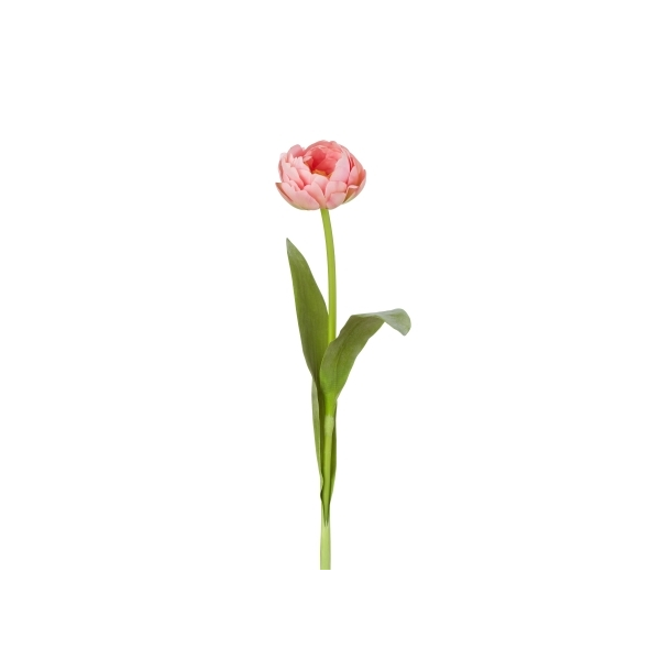 Open Pink Tulip