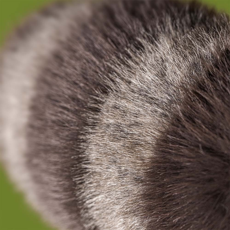 Jellycat Trixiwoo Raccoon - Preorder