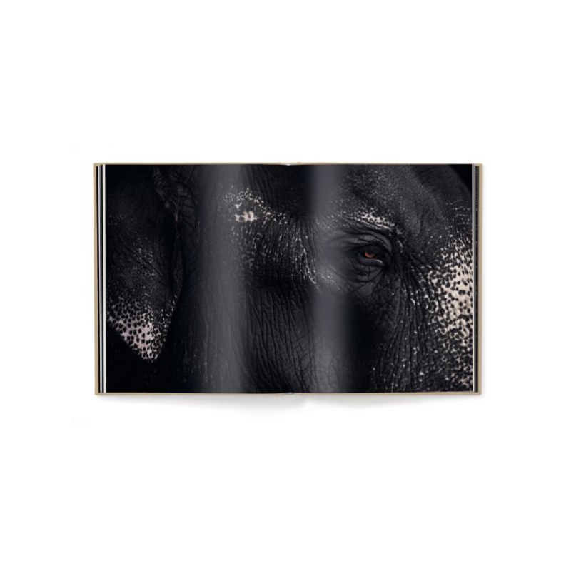 Between Us: Animal Portraits Book