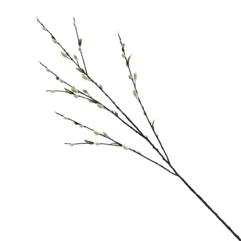Pussy Willow Branch