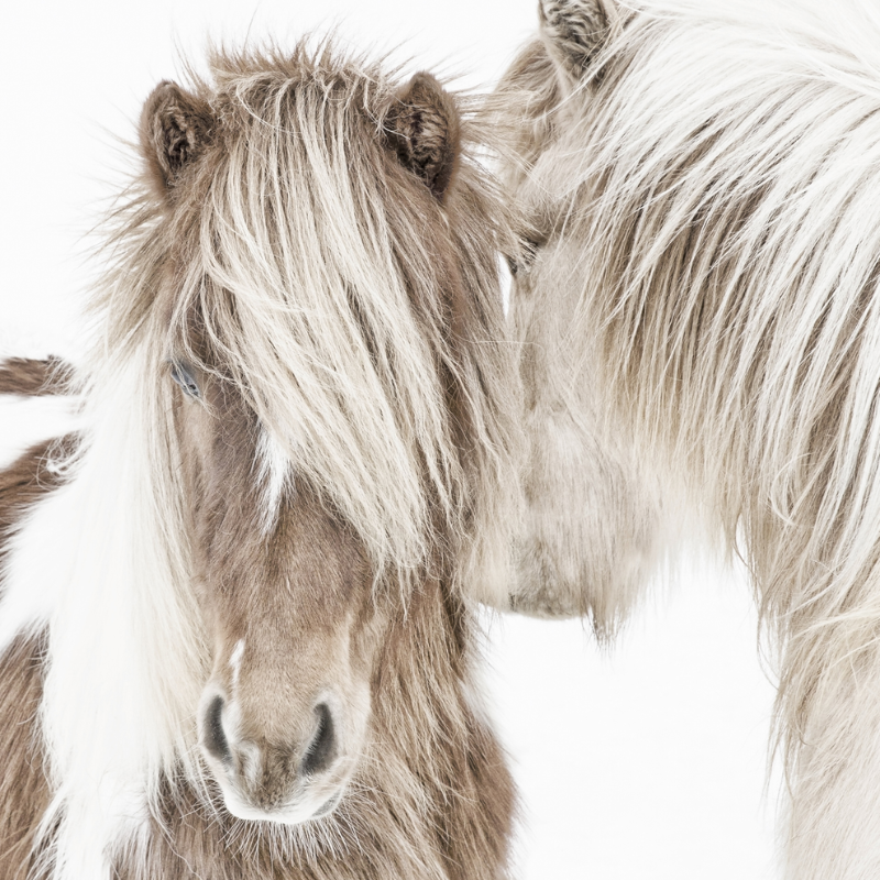 Icelandic Ponies Acrylic Wall Art