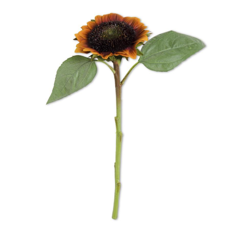 Orange & Yellow Sunflower