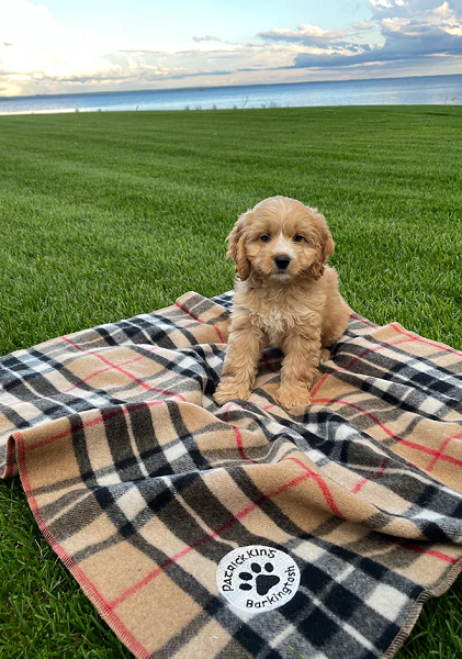 Thompson Camel Small Pet Blanket