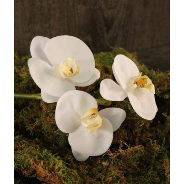 Phalaeonopsis 3 Flowers - White - Boutique Marie Dumas