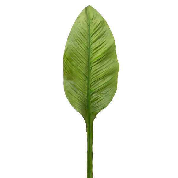Banana Leaf Stem