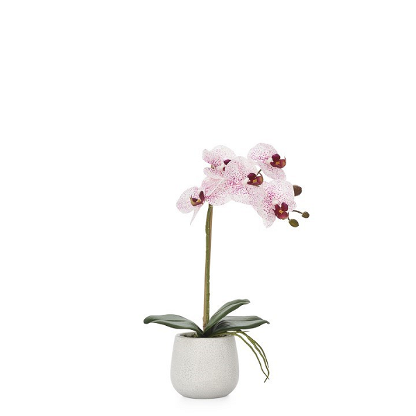 Pink Single Orchid Arrangement in Ceramic Planter