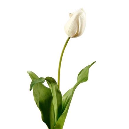Tulip Dutch White