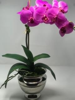 Floral Arrangement - Fushia Orchid in Nickel Planter